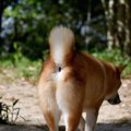 犬の肛門腺絞りって…