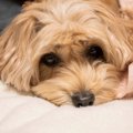 犬が『痛み』を感じ…
