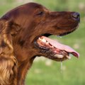 犬がヨダレを出す理…
