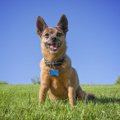 愛犬とアウトドアデ…