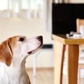 犬が過ごす部屋で絶…