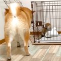 『生後2ヶ月の子犬』…