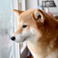 犬はなぜ怖がるの？…