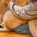 寒い日の朝、秋田犬…