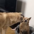 超大型犬の教育係も…