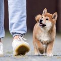 犬は人の言葉を理解…