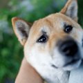 犬が足に体を擦り付…