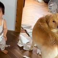 『犬と赤ちゃんが何…