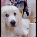 SNSで話題★名演技で…