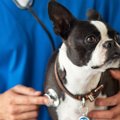 犬の致死率が高い『…