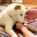 犬が『雷に驚いてし…