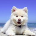 夏生まれの犬は心臓…