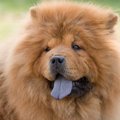 チャウチャウの値段…