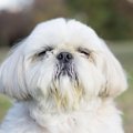 犬の顔に表れる体調…