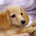 子供が犬を抱っこす…