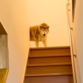 階段の上からお出迎…