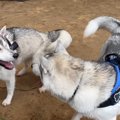 150頭のハスキー犬を…