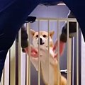 犬が飼い主の帰宅時…