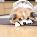 犬に絶対与えてはい…