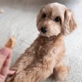 犬に『オテ』は教え…