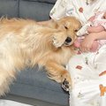 大型犬の前で子守り…