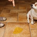 犬の性格に合わせた…