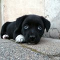 犬が白目を向く「ク…