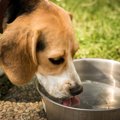 愛犬がお水を飲むと…