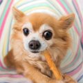 犬がしつけを間違え…
