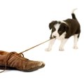愛犬が飼い主の靴を…
