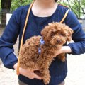 仔犬の抱っこひもで…