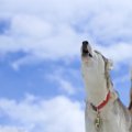 犬には「死」の概念…