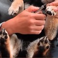 『絶対に爪切りをし…