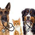 犬のガンの新しい治…