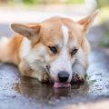 犬は水たまりの水を…