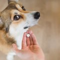 犬の下痢に抗生物質…