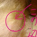 犬のへその緒を処理…