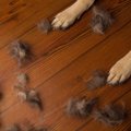 犬がかかりやすい病…