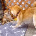 柴犬が『赤ちゃん犬…