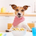 犬のご飯の時間、何…