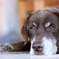 大切な愛犬をストレ…