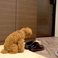 犬を置いて『お出か…