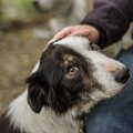 犬から嫌われている…