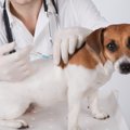 人工知能が犬のレプ…