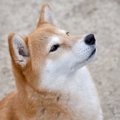 ご飯の時間は大興奮…
