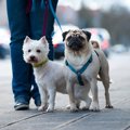 散歩中に犬の首輪が…