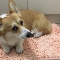 雷の音が怖くてブル…