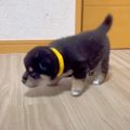 赤ちゃん柴犬たちを…