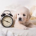 犬が早起きになる原…