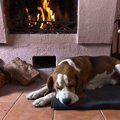 犬に危険な暖房器具…